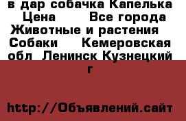 в дар собачка Капелька › Цена ­ 1 - Все города Животные и растения » Собаки   . Кемеровская обл.,Ленинск-Кузнецкий г.